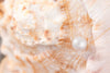Freshwater Pearl Gold Slider Necklace